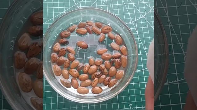 Собрал сосну Пинию в Сочи и опять пролет? смотреть онлайн