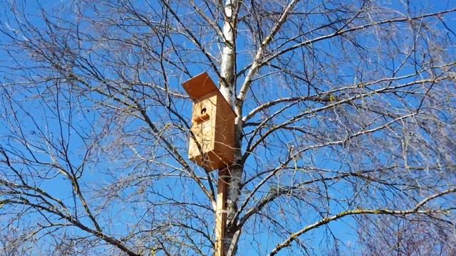 ВЛОГ На ДАЧЕ отдыха не бывает / СКВОРЦЫ обустраивают СКВОРЕЧНИК / Садовый ВАР 24.04.2020 смотреть онлайн