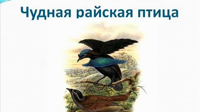 Удивительные животные нашей планеты Часть2 смотреть онлайн