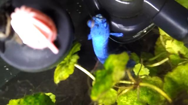 Заболел петух смотреть онлайн