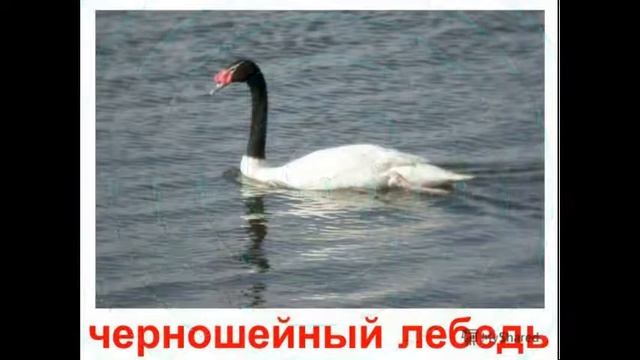 Тундровый лебедь смотреть онлайн