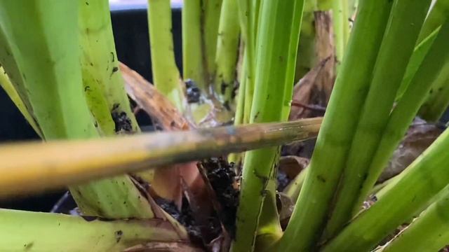 ЦИМБИДИУМ   Выращивание на Улице КРУГЛЫЙ  ГОД   Англия CYMBIDIUM London