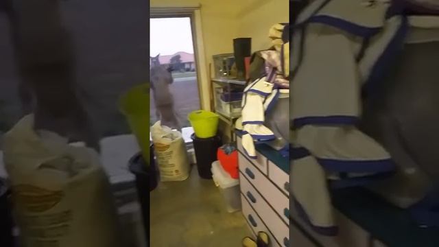 Кенгуру пытается вломиться в дом !!! Хозяйка в страхе и в ужасе !!! Кенгуриный прикол !!! смотреть онлайн