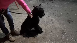 Ризеншнауцер 1 годик, как выглядит Ризеншнауцер