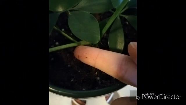 Facts about schefflera arboricola (dwarf umbrella tree)| Indoor Garden смотреть онлайн