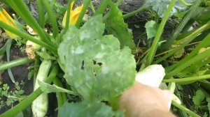 Кабачок кавили. Всего 2 куста и кабачков навалом!