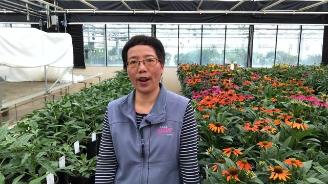 Forcing Seed Echinacea for Mother's Day Sales with Bin Liu, PanAmerican Seed смотреть онлайн