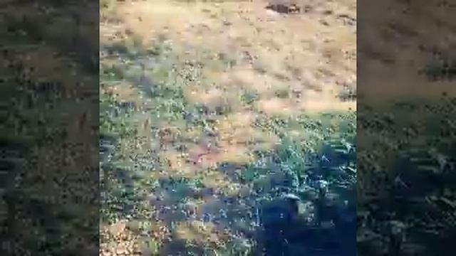 Мое лето. Сон и небо смотреть онлайн