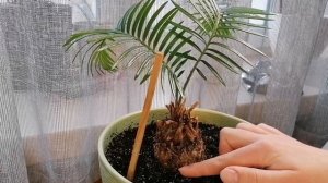 Уход за ЛИСТЬЯМИ ЦИКАСА! ?ВСЕ секреты находятся в видео!