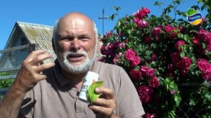 Дефицит железа - устраняем распространенное заболевание у роз, гортензий, ягодных и овощных культур