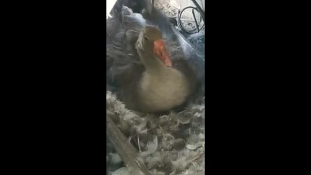 ГУСЫНЯ СЕЛА НА ЯЙЦА - посмотрим что из этого выйдет смотреть онлайн