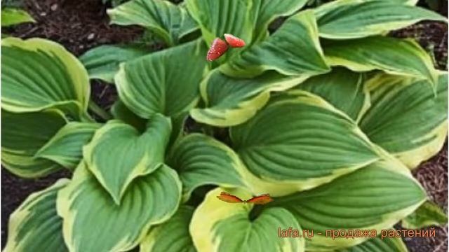 Хоста гибридная Дон Стивенс (hosta don stevens) ? обзор: как сажать, луковицы хосты Дон Стивенс смотреть онлайн