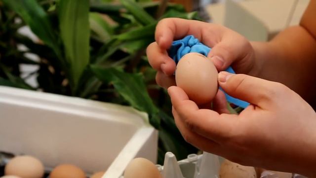 Инкубатор, инкубация яиц, закладка яиц. / Incubator, Incubation Eggs, Laying Eggs.