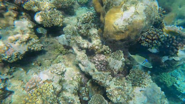 WADI LAHMY AZUR 2022 MARSA ALAM смотреть онлайн