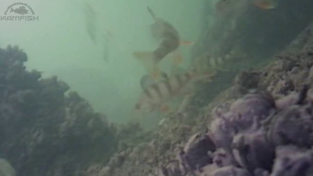 Балансиры Nils Master. Kamfish смотреть онлайн