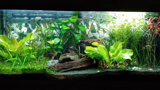 Aquarium Juwel Rio Led 240 смотреть онлайн