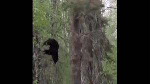 Медведь круто пукнул