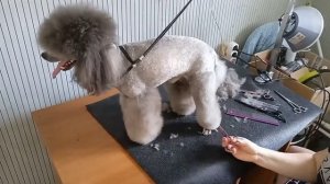✂️Стрижка, груминг пуделя. Домашняя стрижка пуделя Маркиза