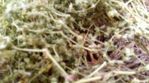 Грыжник гладкий в фитотерапии