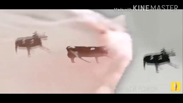 Коровка флексит под разную музыку шокк :() !!!!!! смотреть онлайн
