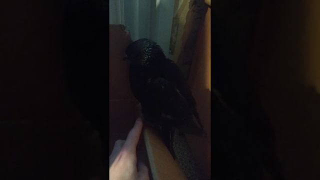 голубь. живёт уже 2 неделю.