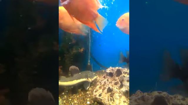 Сом хищник смотреть онлайн