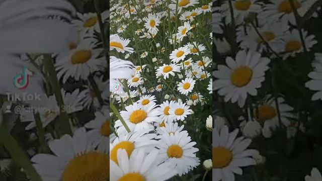 Ромашки. смотреть онлайн