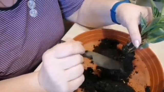 Мои новиночки из Голландии. Калатеи( Макоя, Витата, Лансифория) . ??? смотреть онлайн