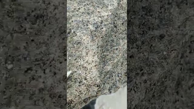 Живые ракушки на Мальдивах! ??????? смотреть онлайн