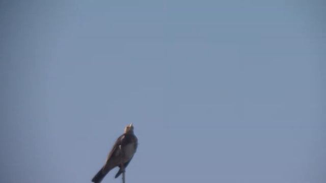 Дрозд 1. Птица сильно похожая на дрозда.