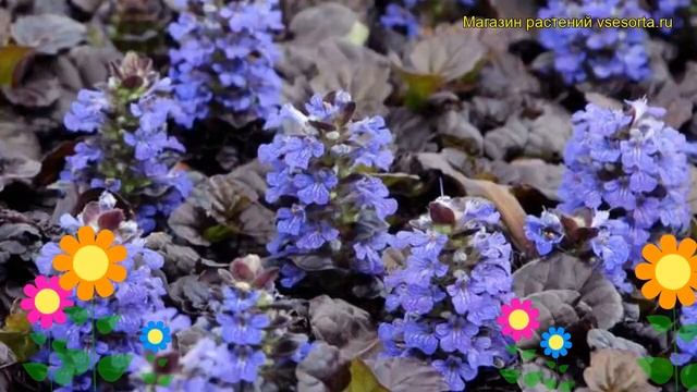Живучка ползучая Браун Хетс. Краткий обзор, описание характеристик ajuga reptans Braun Herz смотреть онлайн