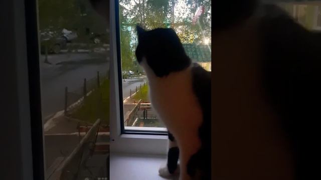 что делает кот ночью смотреть онлайн