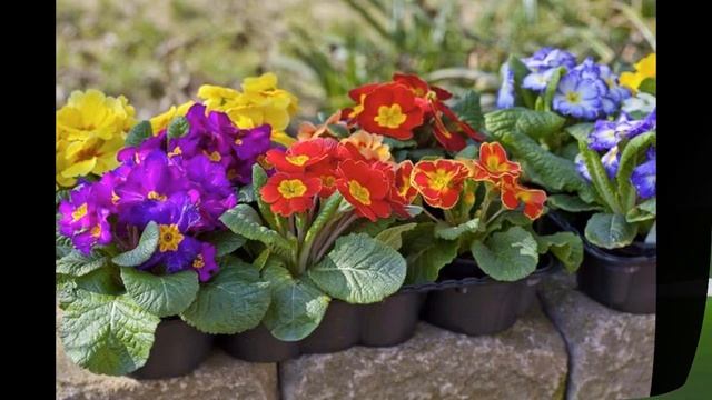 Пересадка ГУЗМАНИИ и ПРИМУЛЫ комнатной. смотреть онлайн