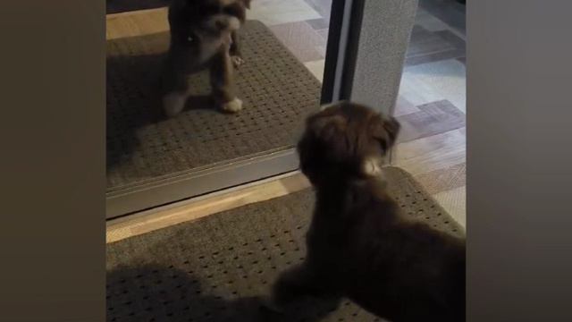 говорящий пëс .mp4