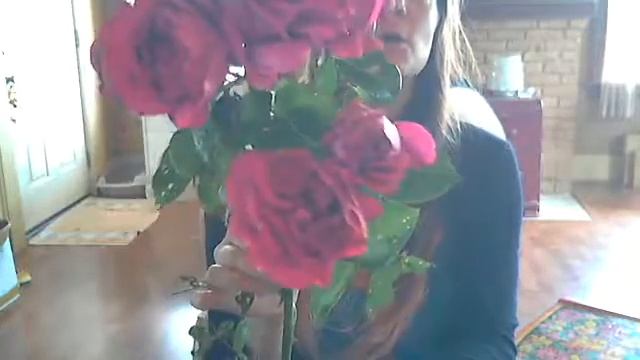 ? Red Eden Rose Climber смотреть онлайн