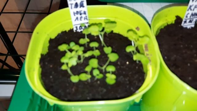 Какая рассада растёт у меня в феврале? Как сохранить рассаду? смотреть онлайн