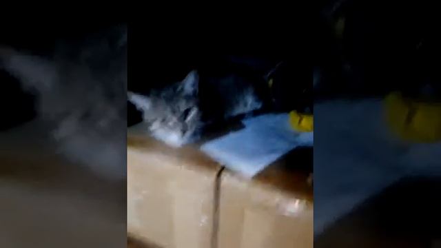 Описание кошек смотреть онлайн