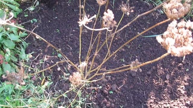 Дача -2021 г. Октябрь - подготовка гряд для озимого чеснока, высадка клубники. смотреть онлайн