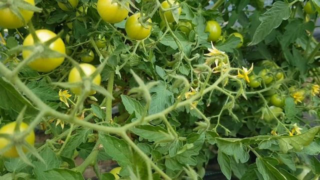 Сорт томата "Дачное лакомство" = ТОМАТНЫЙ КАЛЕЙДОСКОП сезон 2021 смотреть онлайн