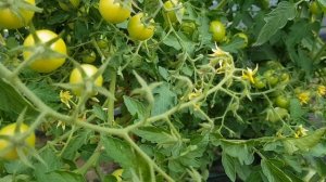 Сорт томата "Дачное лакомство" = ТОМАТНЫЙ КАЛЕЙДОСКОП сезон 2021