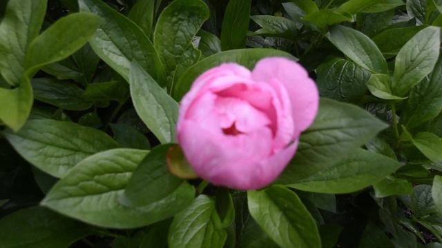 Начало цветения пионов у меня в саду. смотреть онлайн