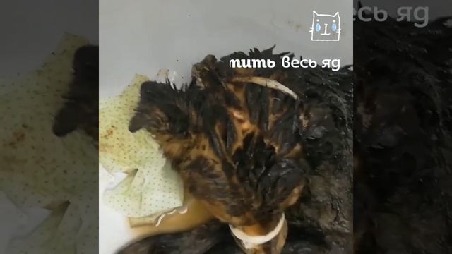 Спасение собаки, попавшей в гудрон смотреть онлайн