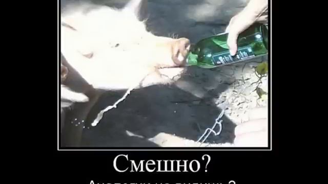 Демотиваторы которые заставляют задуматься.часть 2. смотреть онлайн