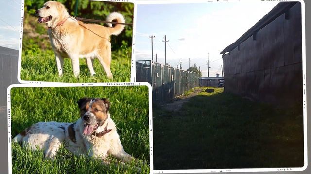 Собачья доля. Ролик для передержки смотреть онлайн