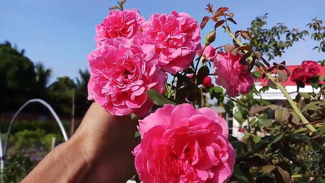 Parade rose (Climbing Roses) смотреть онлайн