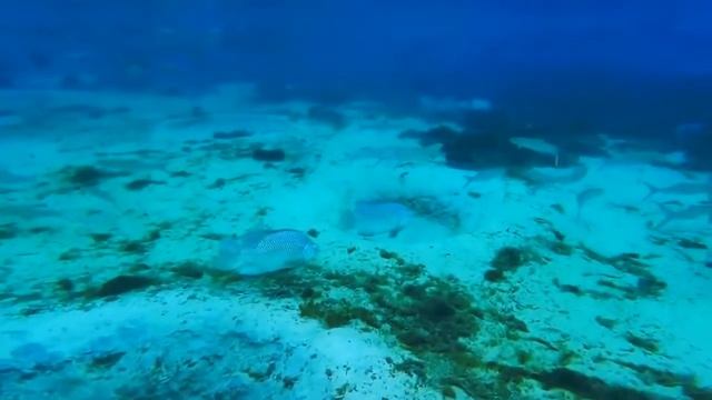 Как появились люди на земле смотреть онлайн