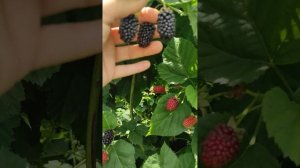 Ежевика Коламбия Санрайз