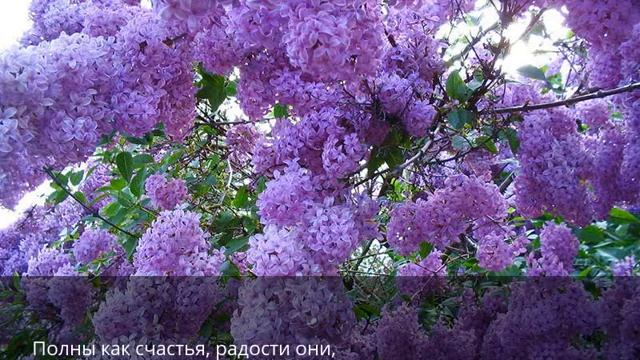 Сирени смотреть онлайн