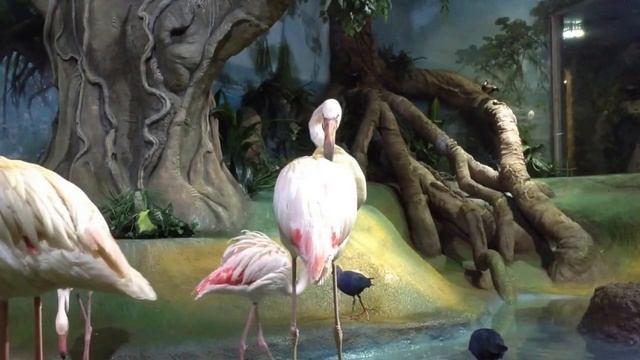 Самые красивые птицы. Фламинго. смотреть онлайн