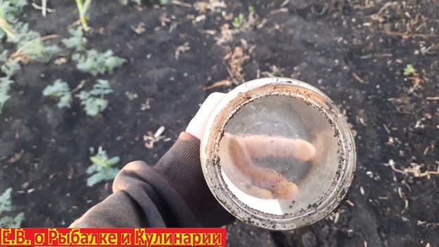 Поиск воды на участке по банкам. Как найти воду, где копать колодец с помощью банок. смотреть онлайн